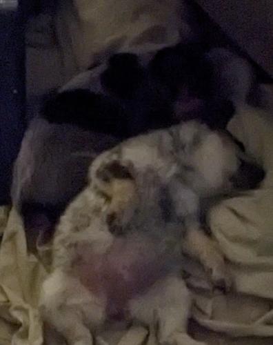 Lost Male Dog last seen 14th and President, Tucson, AZ 85714
