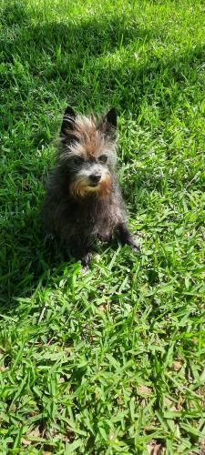 Lost Male Dog last seen Cedar Bend Dr. Ruth Springs sub. Trinidad, Tx, Henderson County, TX 75163