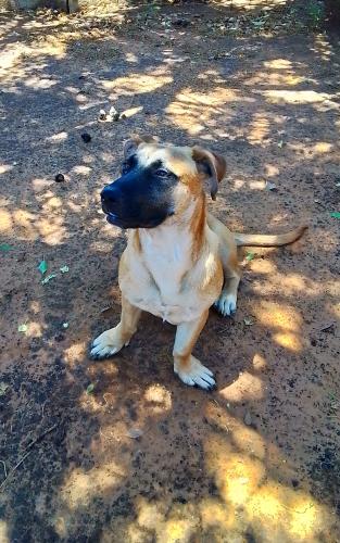 Lost Female Dog last seen Peterswarts, Bloemfontein, FS 9307