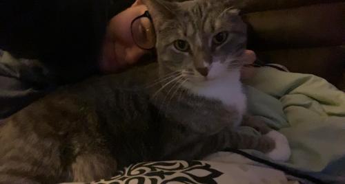 Lost Male Cat last seen Sally St and Dorsch Trail, Seymour, WI 54165