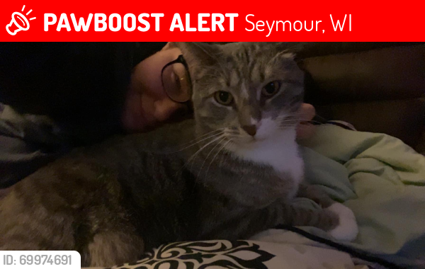 Lost Male Cat last seen Sally St and Dorsch Trail, Seymour, WI 54165