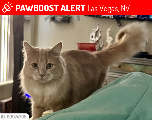 Lost Male Cat last seen Haven and Bella Almeria, Las Vegas, NV 89183