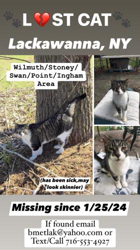Lost Male Cat last seen Stoney/Wilmuth/Point/Swan/Ingham, Lackawanna, NY 14218