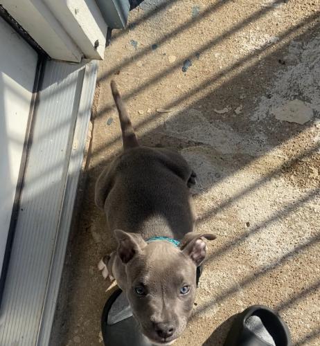 Lost Male Dog last seen He was last seen on my back porch , Fort Worth, TX 76116