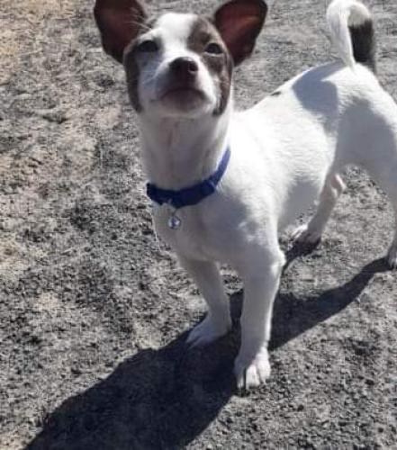 Lost Male Dog last seen Highway 47, Valencia County, NM 87031