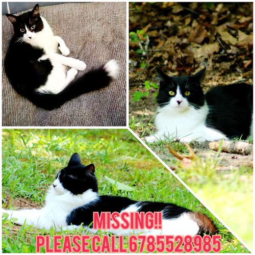 Lost Female Cat last seen Near Jordan Hill Elementary school, Griffin, GA 30223