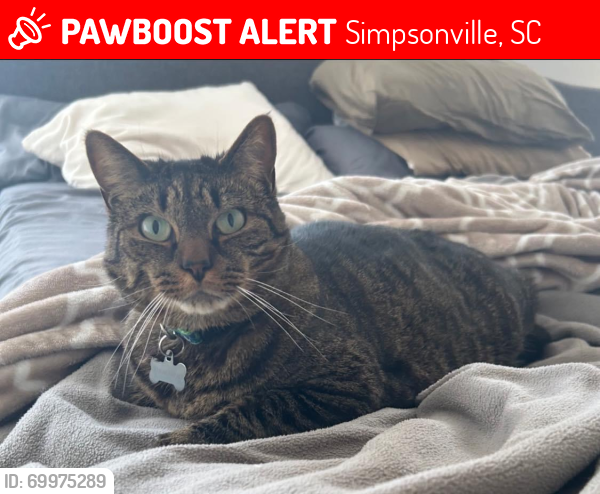 Lost Male Cat last seen Corsica Ct 29681, Simpsonville, SC 29681