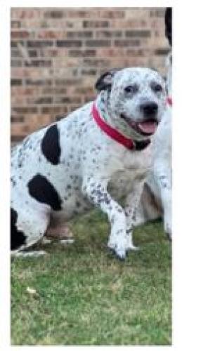 Lost Male Dog last seen hwy 85 and Allen rd, Riverdale, GA 30274
