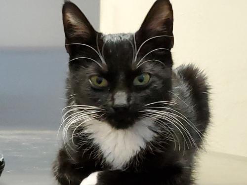 Lost Female Cat last seen Kolb and 22nd, Tucson, AZ 85710