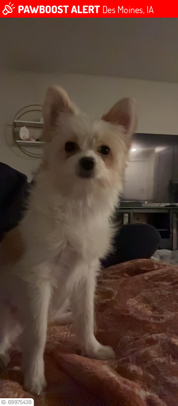 Lost Female Dog last seen Rose Av and 22nd st , Des Moines, IA 50315