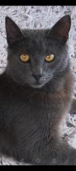 Lost Male Cat last seen Withy Park & Bishopston Road, Bishopston, Wales SA3 3EY