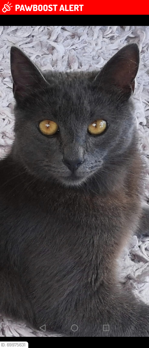 Lost Male Cat last seen Withy Park & Bishopston Road, Bishopston, Wales SA3 3EY