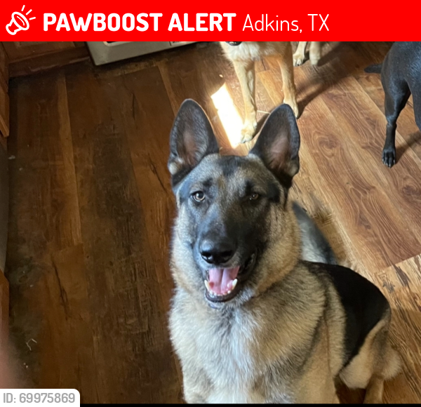 Lost Male Dog last seen Near 87 , Adkins, TX 78101