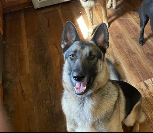 Lost Male Dog last seen Near 87 , Adkins, TX 78101
