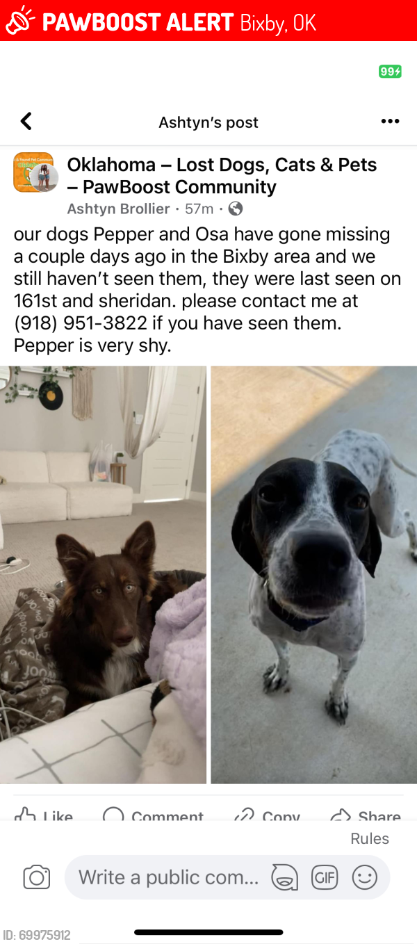 Bixby, OK Lost Female Dog, Pepper and Osa Is Missing PawBoost