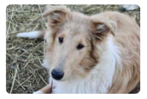Lost Female Dog last seen College Station MTN Road, Pikeville, TN, Bledsoe County, TN 37367