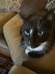 Lost Male Cat last seen Ash and Sequoia Dr, Lancaster,Tx, Lancaster, TX 75146