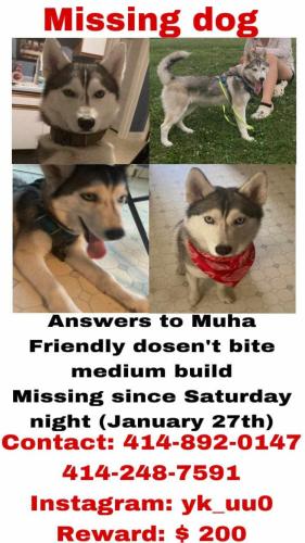 Lost Male Dog last seen Oklahoma and 6th st, Milwaukee, WI 53204