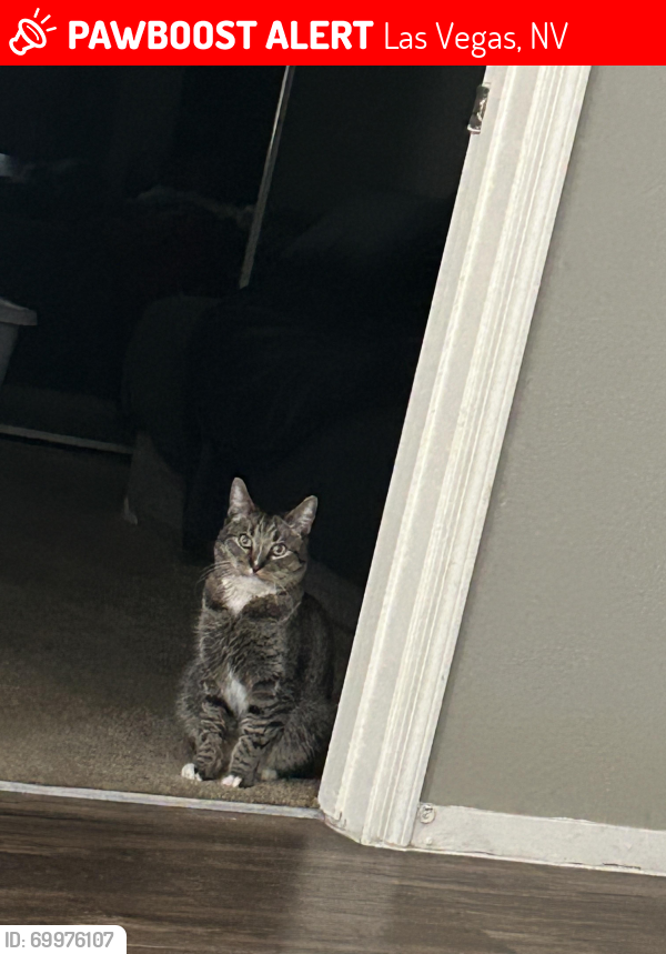 Lost Male Cat last seen Bermuda and Silverado Ranch Blvd , Las Vegas, NV 89183