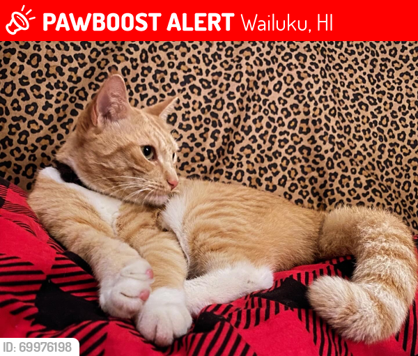 Lost Female Cat last seen Kupu place , Wailuku, HI 96793