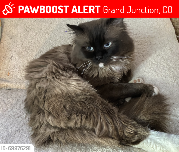 Lost Male Cat last seen Near Jade Ln, Grand Junction, CO 81506