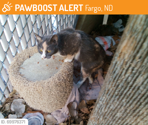 Found/Stray Unknown Cat last seen taken by community service officer and delivered to pound, Fargo, ND 58103