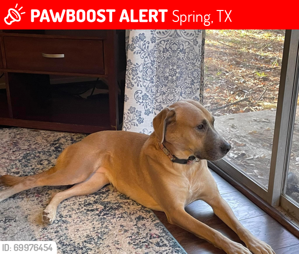 Lost Female Dog last seen Elm Branch Near High Oaks in the Grogan’s Mill area of The Woodlands, Spring, TX 77380