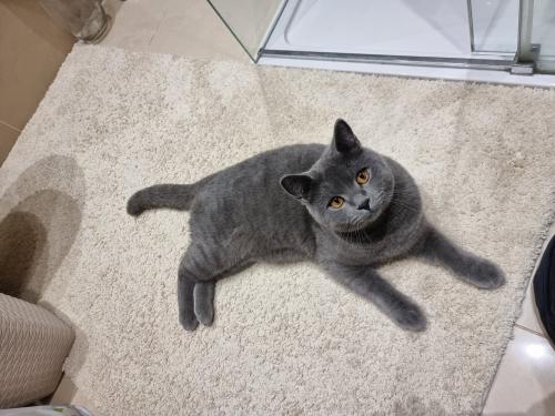 Lost Male Cat last seen Catalina Avenue, Bark burr rd, Drake rd, Chafford Hundred, England RM16 6QH