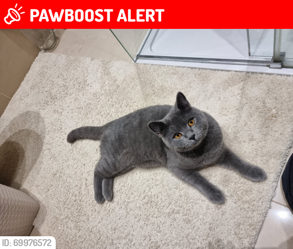 Lost Male Cat last seen Catalina Avenue, Bark burr rd, Drake rd, Chafford Hundred, England RM16 6QH