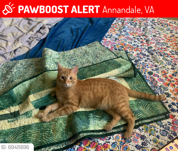 Lost Male Cat last seen Arlen Street and Rowan court , Annandale, VA 22003