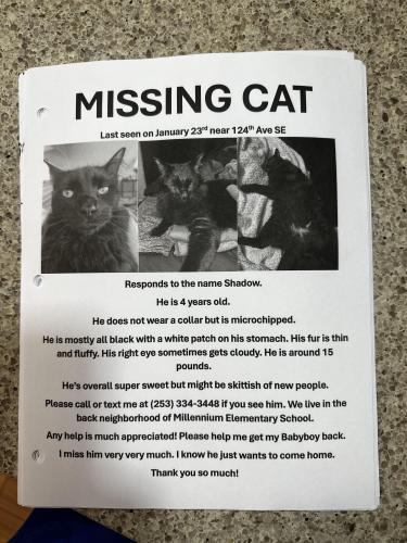 Lost Male Cat last seen 124th AVE SE, Kent, WA 98030