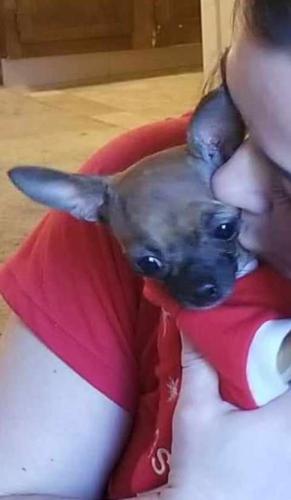 Lost Female Dog last seen 21st and Greenfield Ave, South Milwaukee, WI 53172