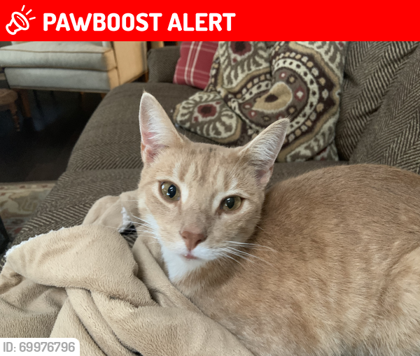 Lost Male Cat last seen Troy & Weaver Drive, Lancaster County, PA 17543