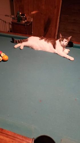 Lost Male Cat last seen Coakley road & State Route 80, Georgetown, NY 13072