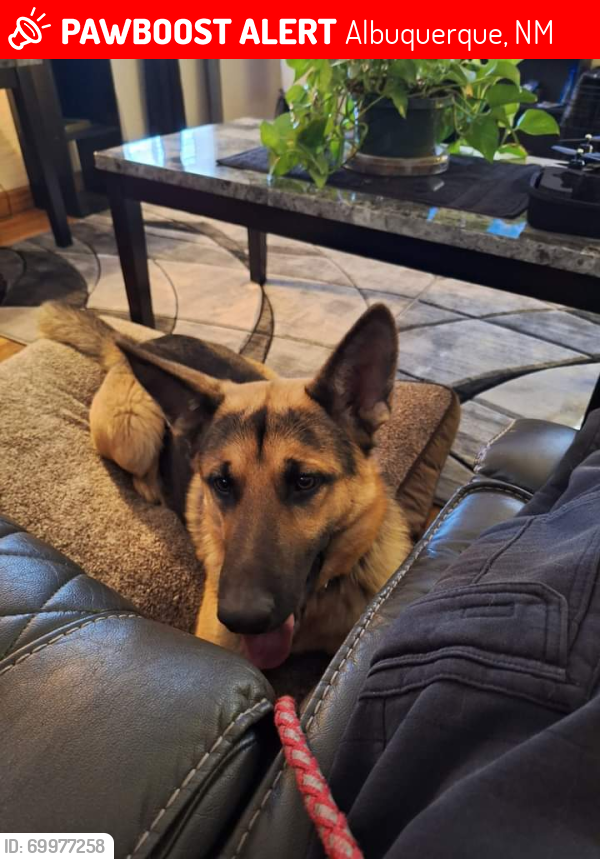 Lost Male Dog last seen SAGE AND 98TH ST , Albuquerque, NM 87121