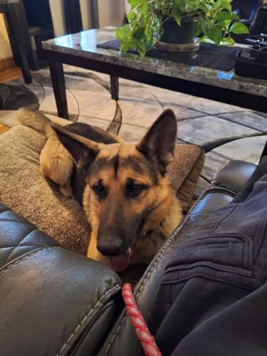 Lost Male Dog last seen SAGE AND 98TH ST , Albuquerque, NM 87121