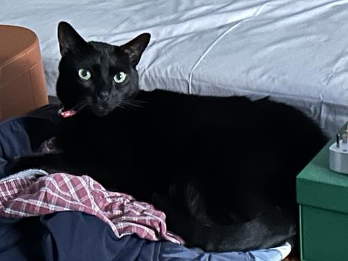 Lost Male Cat last seen Windermere Avenue and Windsor Road, Northmead, NSW 2152