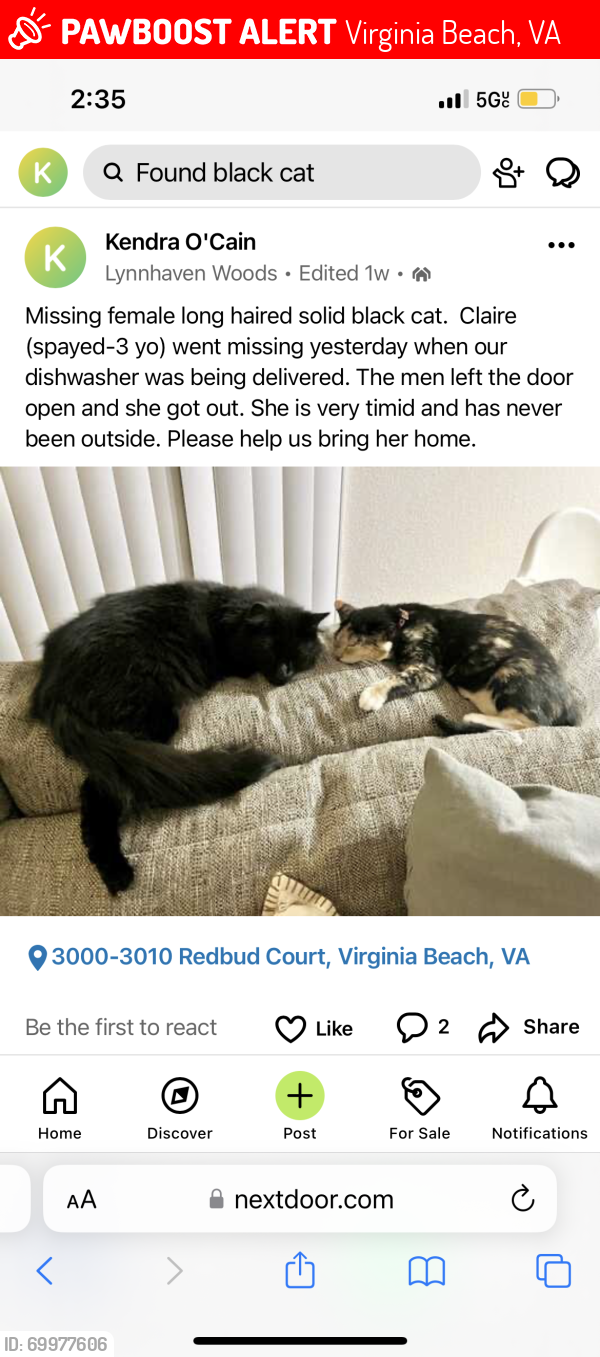 Lost Female Cat last seen Redbud court , Virginia Beach, VA 23452