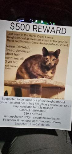 Lost Female Cat last seen Horse shoe bend and winners circle, Jacksonville, NC 28546
