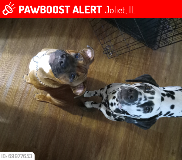 Lost Male Dog last seen Joliet, Joliet, IL 60435