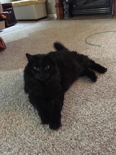 Lost Male Cat last seen Providence & Rain Forest parkway , Columbia, MO 65202