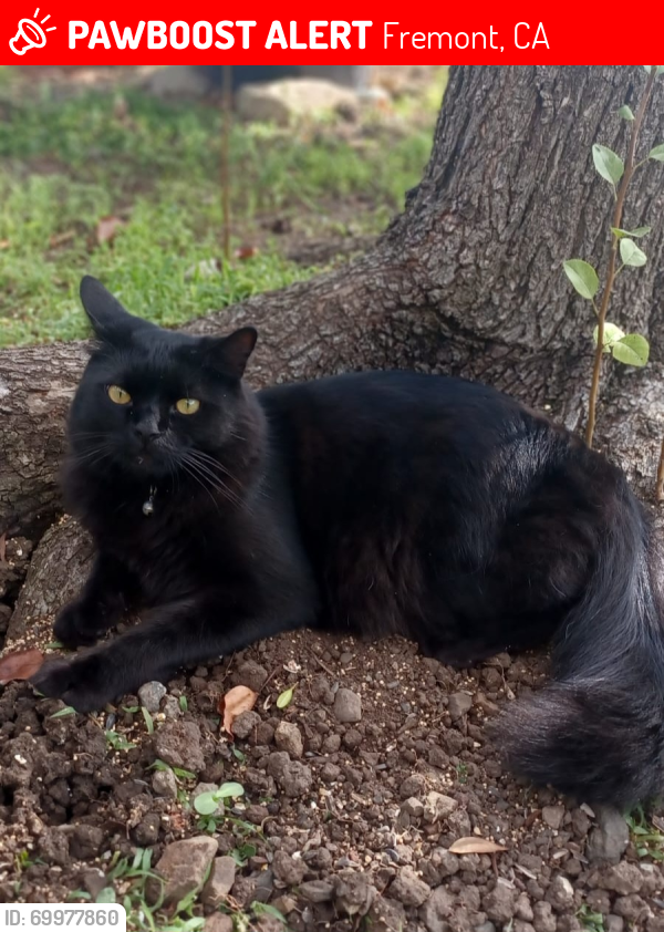 Lost Male Cat last seen Buena Vista Park, Mission Blvd, Fremont, CA 94539