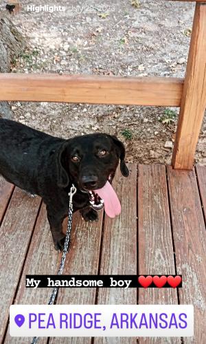 Lost Male Dog last seen Near S Q, Fort Smith, AR 72901