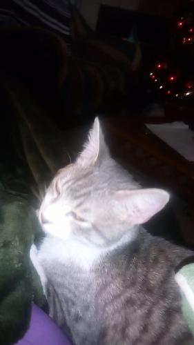 Lost Female Cat last seen Near nicole way and brownfield, Burleson, TX 76028