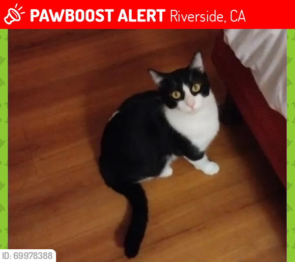 Lost Male Cat last seen 14th st , Riverside, CA 92507