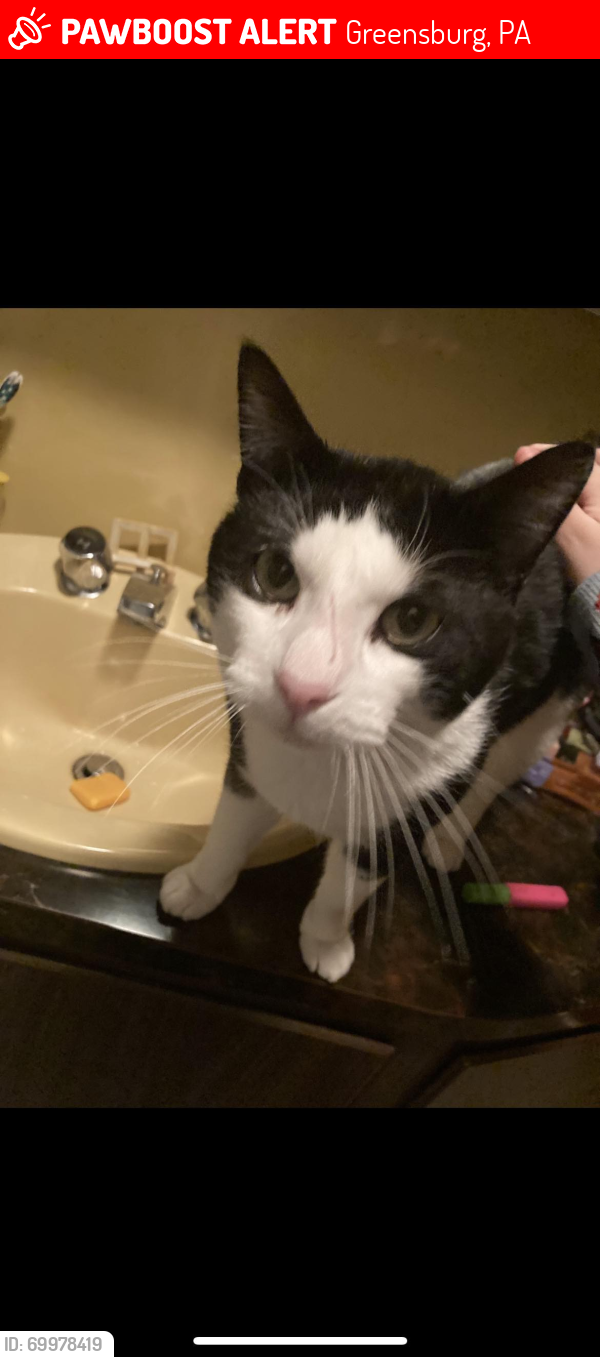 Lost Male Cat last seen Keaggy Avenue and Fire station Road , Greensburg, PA 15601