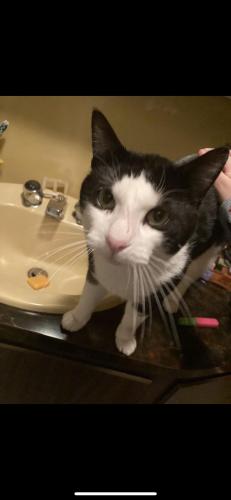 Lost Male Cat last seen Keaggy Avenue and Fire station Road , Greensburg, PA 15601