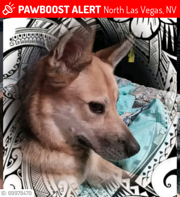 Lost Male Dog last seen Craig and5th, North Las Vegas, NV 89030