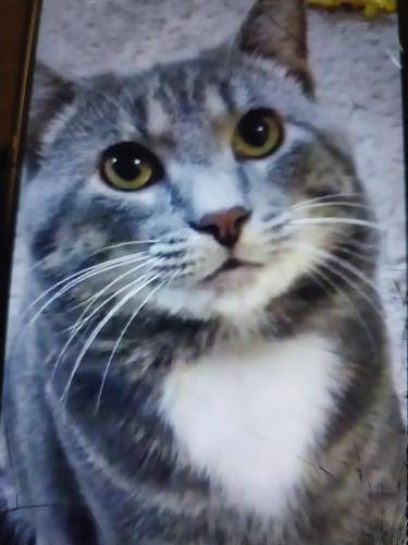 Lost Male Cat last seen Berlin , Millersburg, OH 44654
