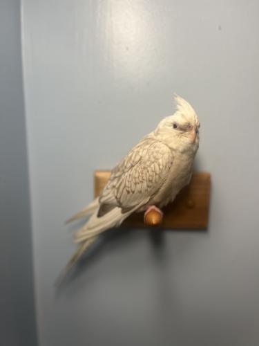 Lost Unknown Bird last seen Penn High Park rd., Jeannette, PA 15675